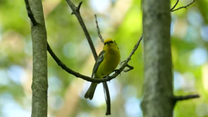 美丽的微距特写蓝翼莺在树林里发声的镜头