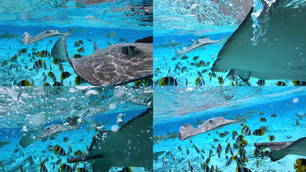热带鱼和黄貂鱼在大溪地法属波利尼西亚的波拉波拉游泳。