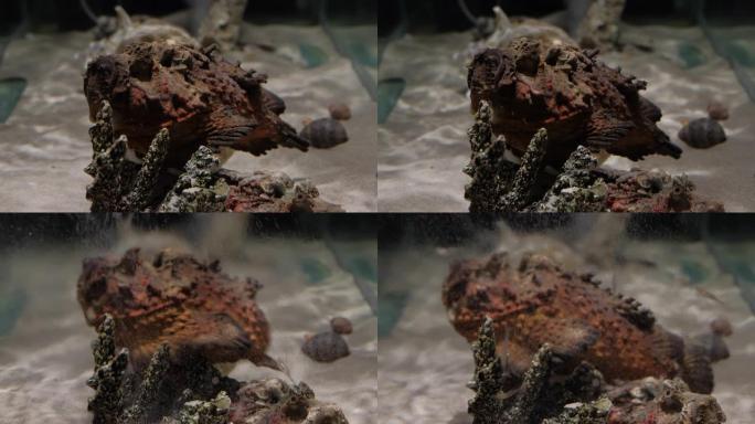 石鱼在珊瑚上游泳。在玻璃鱼缸里