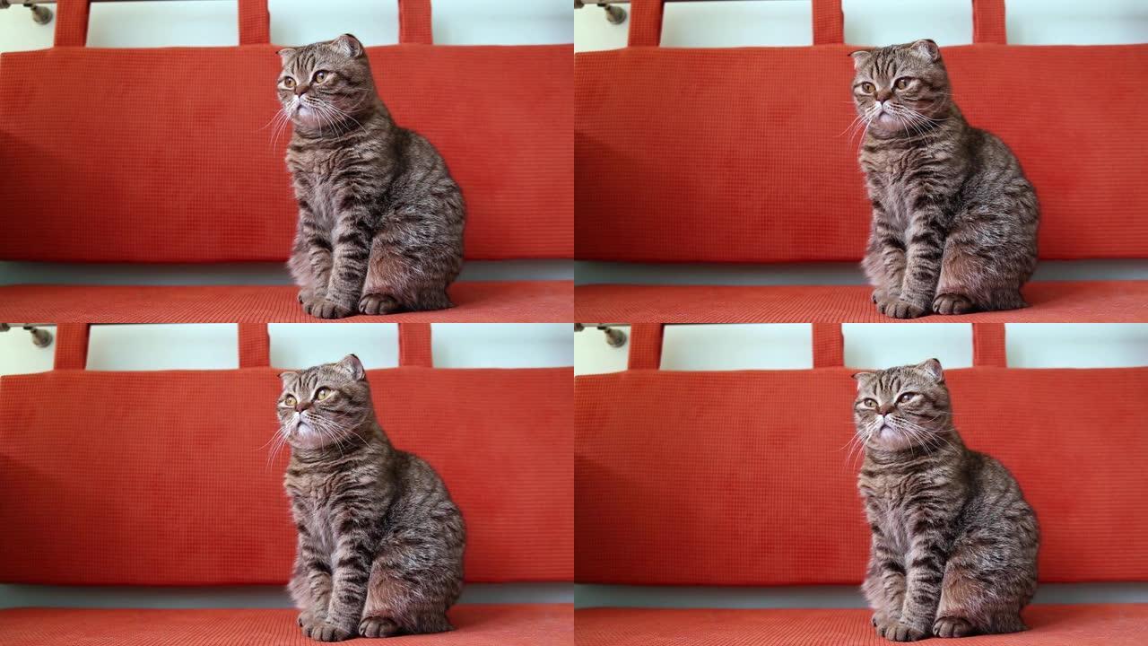 苏格兰折叠小猫坐在沙发上，环顾四周。