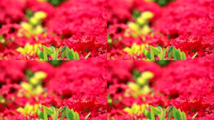 花园中的红色马达加斯加长春花，玫瑰长春花和绿草
