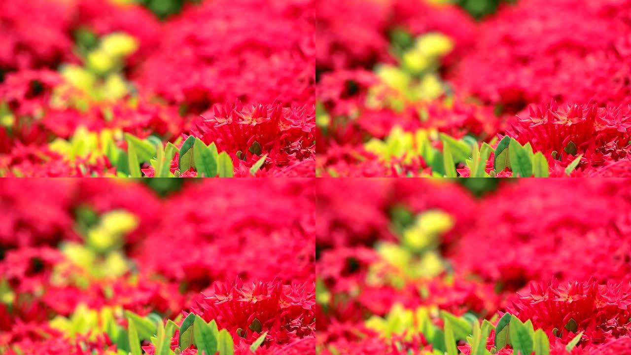 花园中的红色马达加斯加长春花，玫瑰长春花和绿草