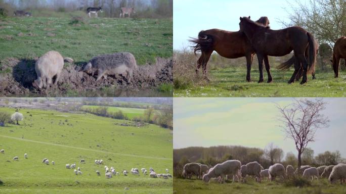 农场的家畜群畜牧业牧场合集牛群放牧