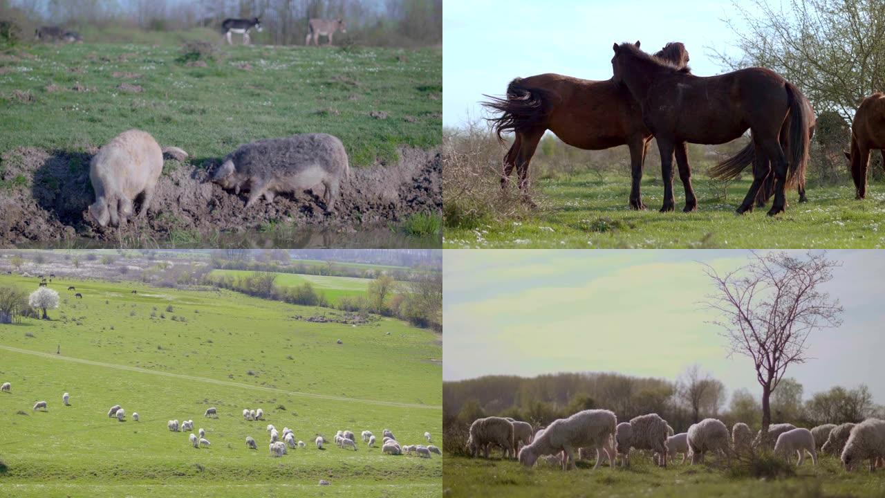 农场的家畜群畜牧业牧场合集牛群放牧