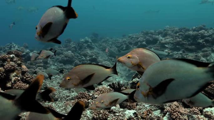 太平洋大溪地附近的哺乳鲨和热带鱼。海洋中鲨鱼在珊瑚礁附近游动的海洋生物。在清澈的水中潜水-4K