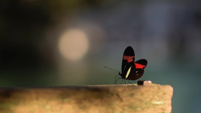 公园里飞舞的黑红蝴蝶