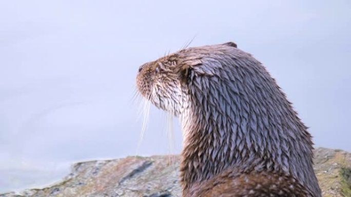 岩石上的水獭特写