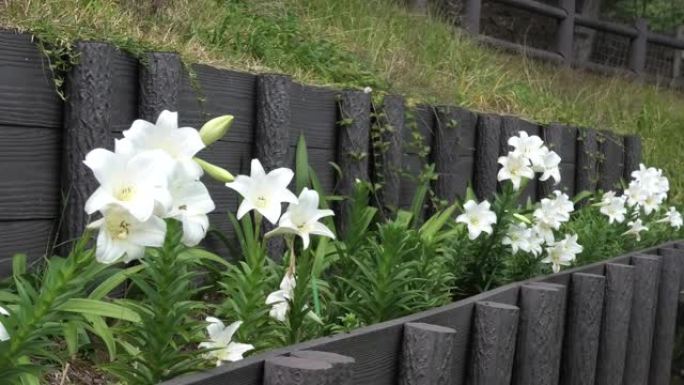 冲绳公园盛开的百合花