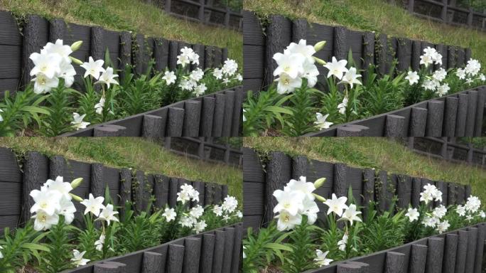 冲绳公园盛开的百合花