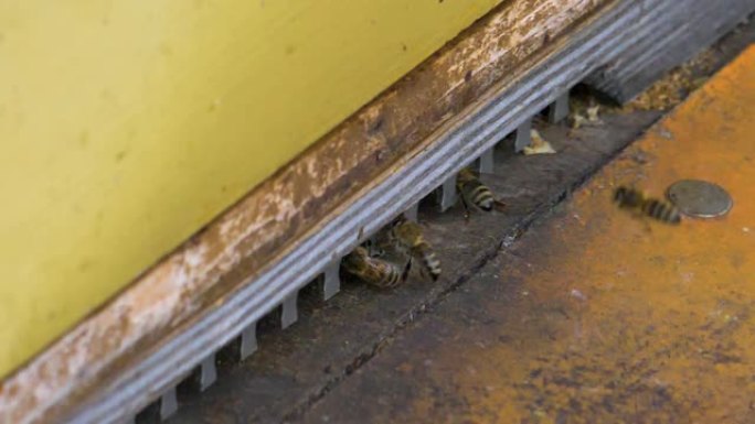 蜜蜂飞入蜂巢的特写