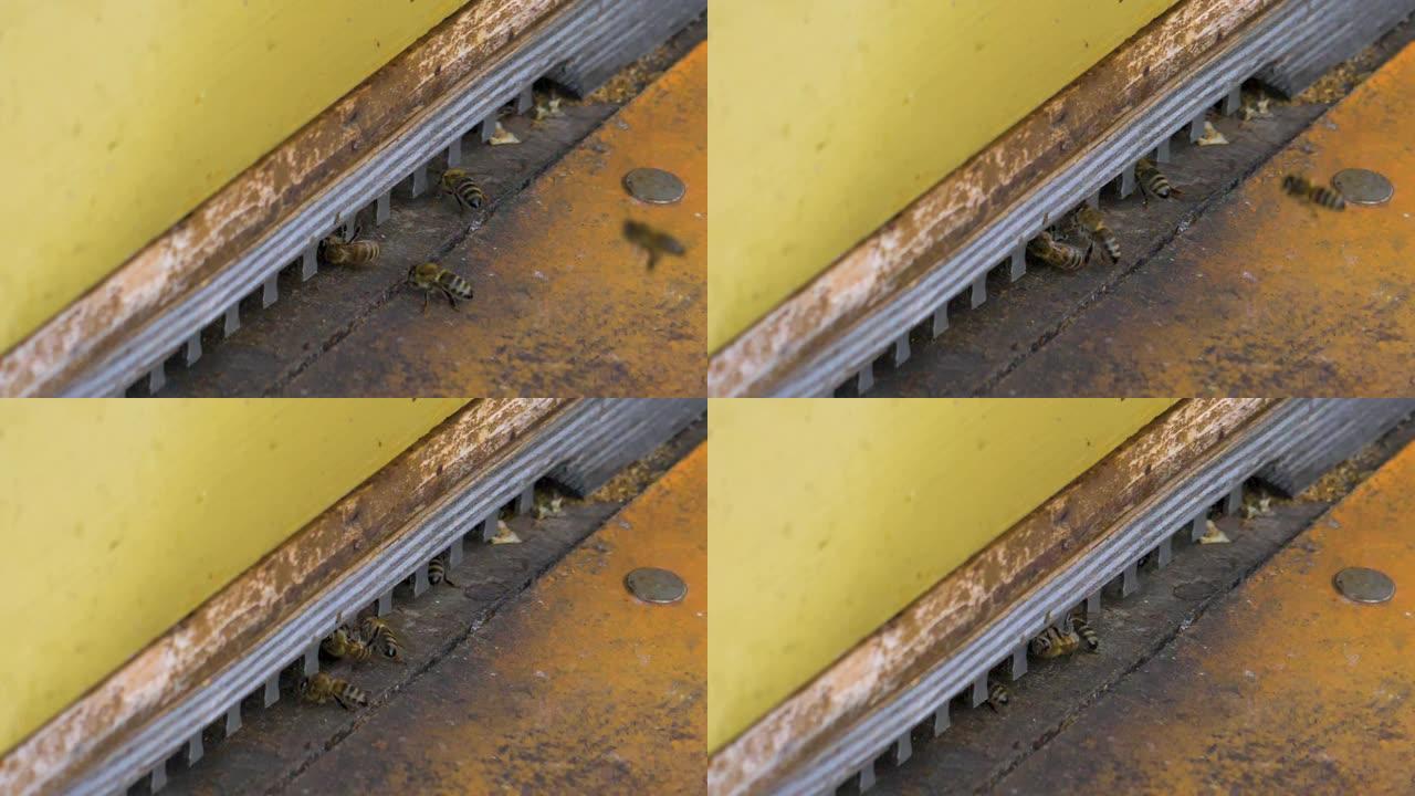 蜜蜂飞入蜂巢的特写