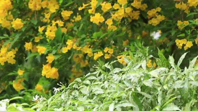 泰国艳阳下的黄色thoma黄色花朵