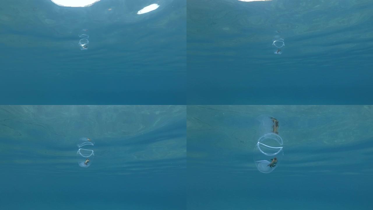 塑料污染，螃蟹在一个塑料杯内缓慢漂浮在阳光中的蓝色水面下。活蟹被困在塑料杯里。水下射击，地中海，欧洲