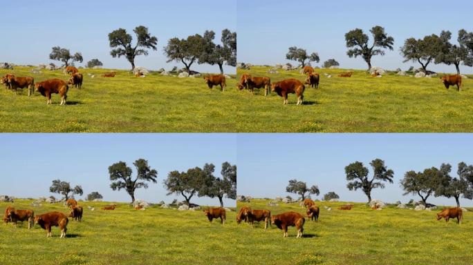 在葡萄牙阿连特茹的花田上吃草的牛