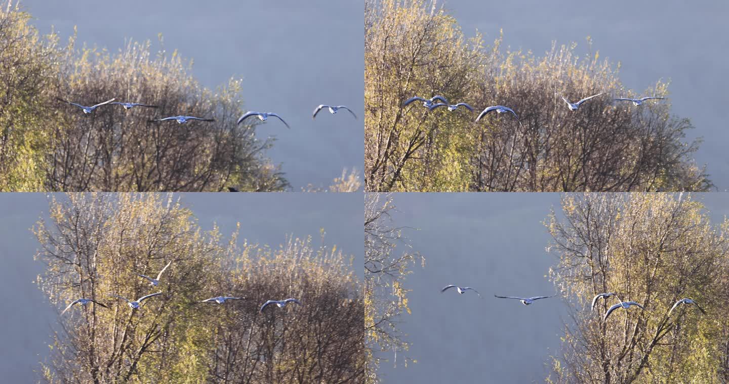 斑头雁飞过秋日的树林的升格视频