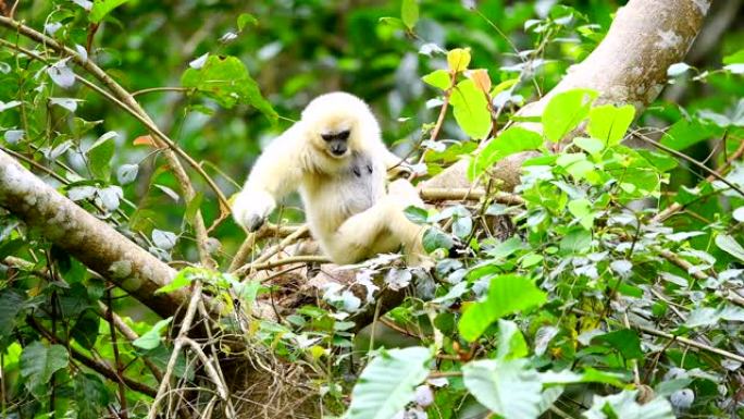 大自然中的白色长臂猿，野外动物的场景