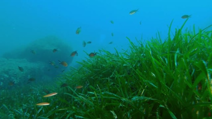 水下陆地非常绿色的海藻