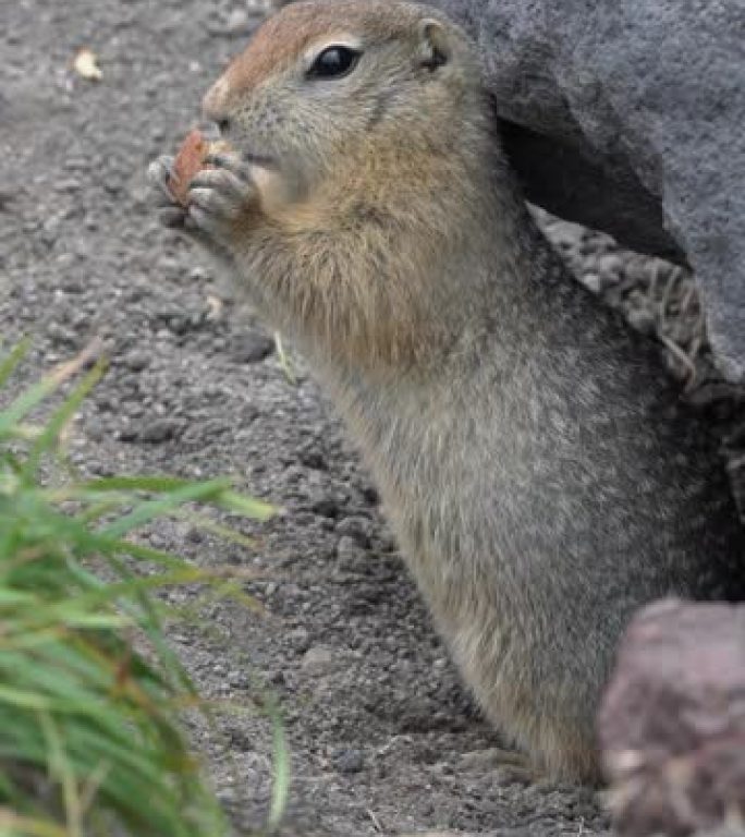 可爱的北极地松鼠吃饼干，把食物放在爪子里。垂直视频