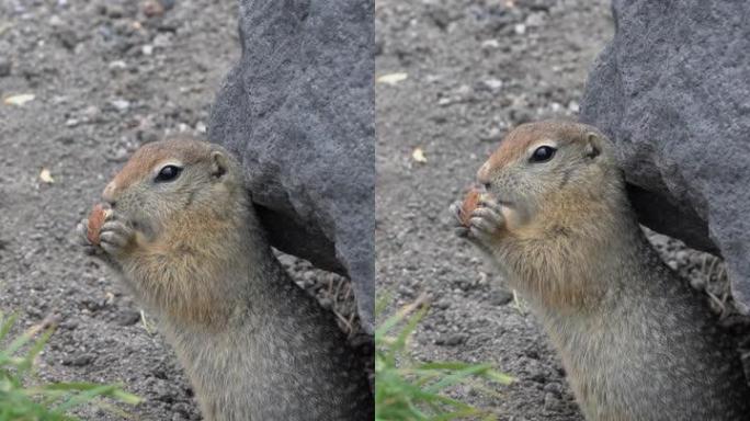 可爱的北极地松鼠吃饼干，把食物放在爪子里。垂直视频