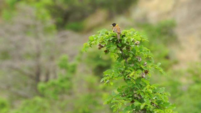 黑头猎头 (Emberiza melanocephala) -阿塞拜疆