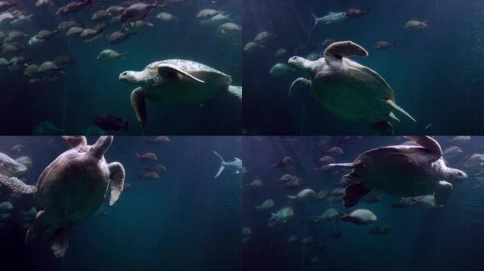 海龟快乐地游泳海龟快乐鱼群