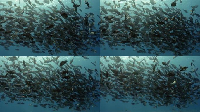 太平洋上的黑条纹刺尾鱼。水下生活与美丽的鱼群在海洋中。珊瑚礁附近的热带鱼。在清澈的水中潜水。