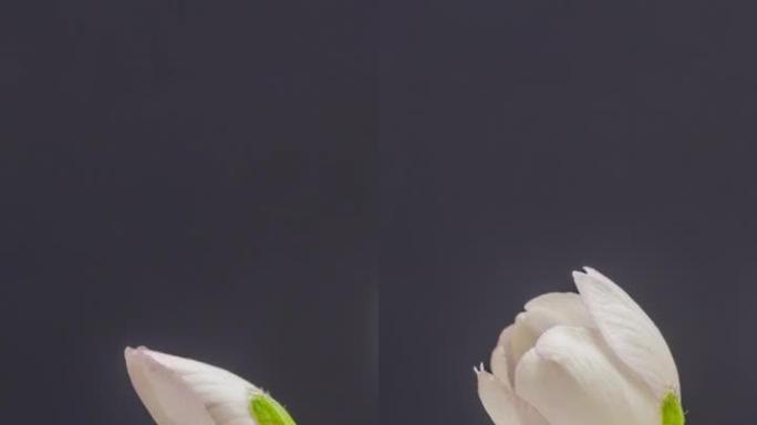 杏花的4k垂直延时开花并在黑色背景上生长。杏李盛开的花。9:16比例的垂直时间流逝手机和社交媒体准备