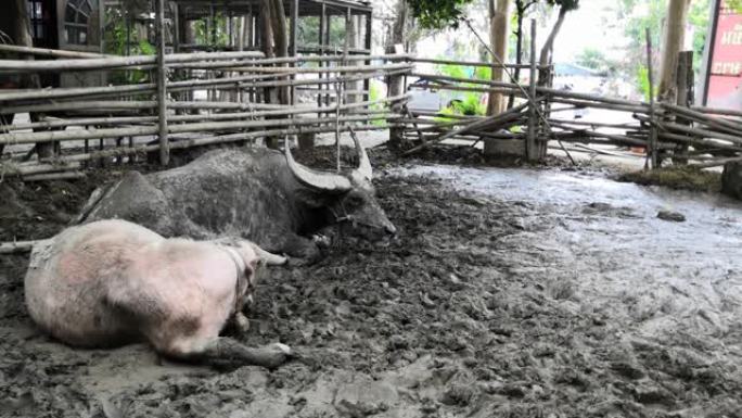 水牛躺在谷仓里水牛躺在谷仓里