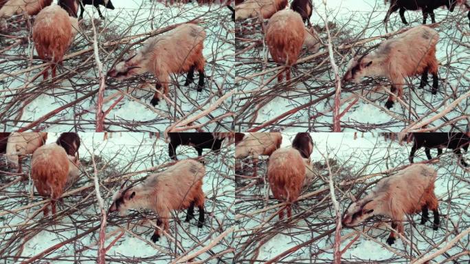 山羊吃树上的树皮。在田野里下雪的冬季牧场上放牧山羊群。