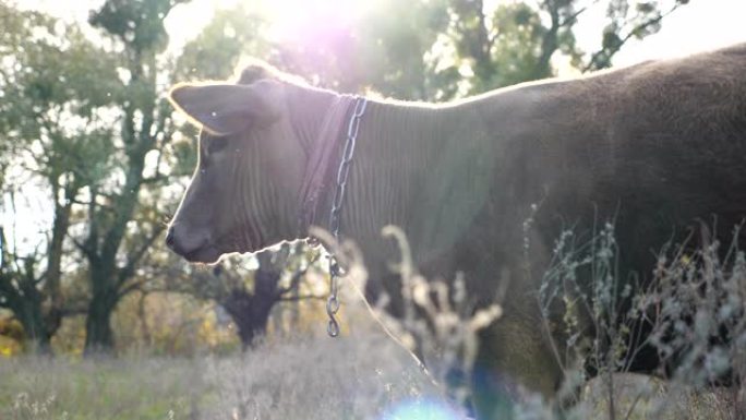 年轻好奇的母牛站在草坪上，平静地看着什么。阳光明媚的日子，可爱的友好动物在草地上放牧。牧场上的牛。背