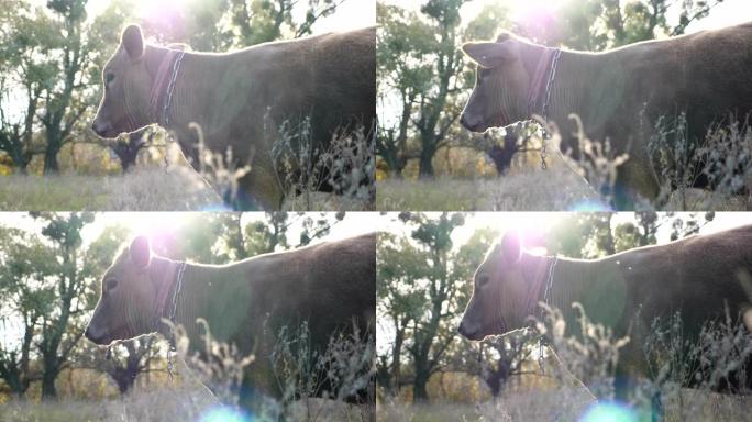 年轻好奇的母牛站在草坪上，平静地看着什么。阳光明媚的日子，可爱的友好动物在草地上放牧。牧场上的牛。背
