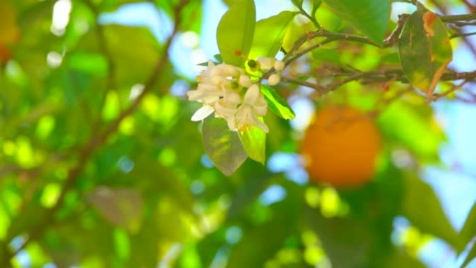 柑橘树上有花和成熟橙色的树枝