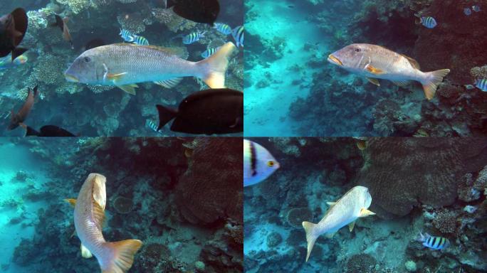 美丽的热带大珊瑚鱼和礁石鱼，红海埃及。4K