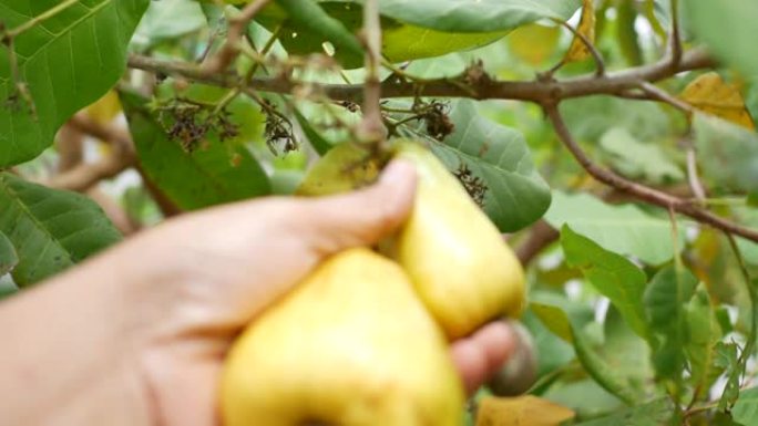 手工收获树上生长的成熟黄色腰果果实
