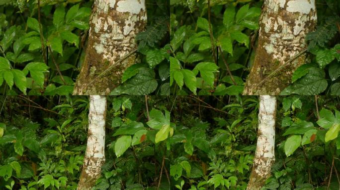 小型异国蜥蜴的近距离和近距离拍摄，斑点在树上快速移动