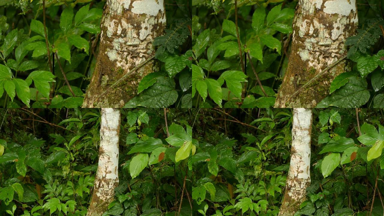 小型异国蜥蜴的近距离和近距离拍摄，斑点在树上快速移动