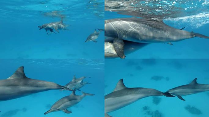 慢动作，一群海豚慢慢靠近，游得很近。旋转海豚 (Stenella longirostris) 特写镜