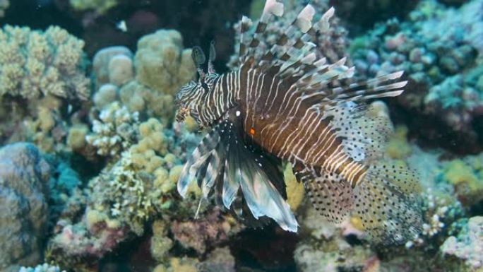 慢动作，红色狮子鱼 (Pterois volitans) 在热带彩色珊瑚礁背景上。水下热带珊瑚花园的