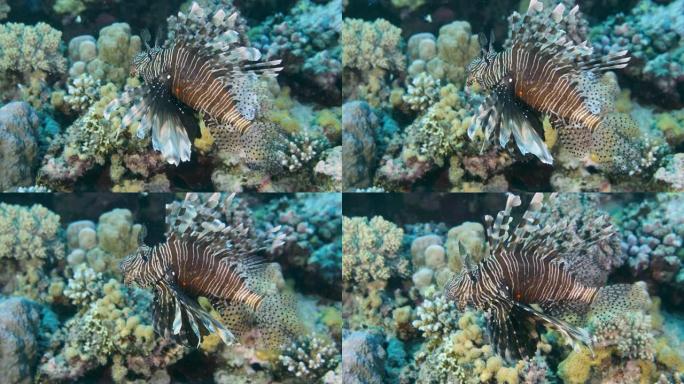 慢动作，红色狮子鱼 (Pterois volitans) 在热带彩色珊瑚礁背景上。水下热带珊瑚花园的