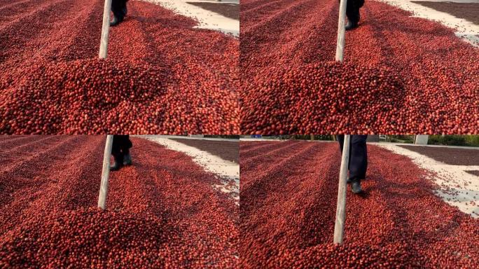 工人准备新鲜的咖啡豆在泰国北部的地面上干燥，咖啡磨过程
