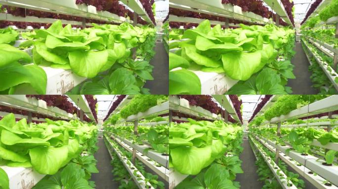 马来西亚沙巴州昆达桑aquaponics系统中惊人的有机水培毛叶莴苣蔬菜种植的4k镜头