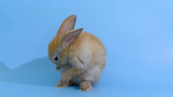 棕色可爱的小兔子站在蓝屏背景上清洁它的脚
