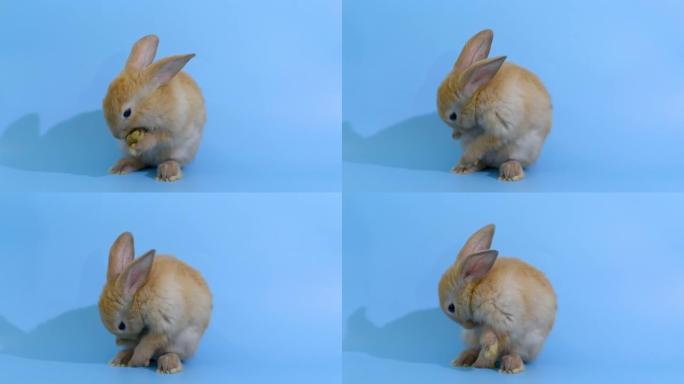 棕色可爱的小兔子站在蓝屏背景上清洁它的脚