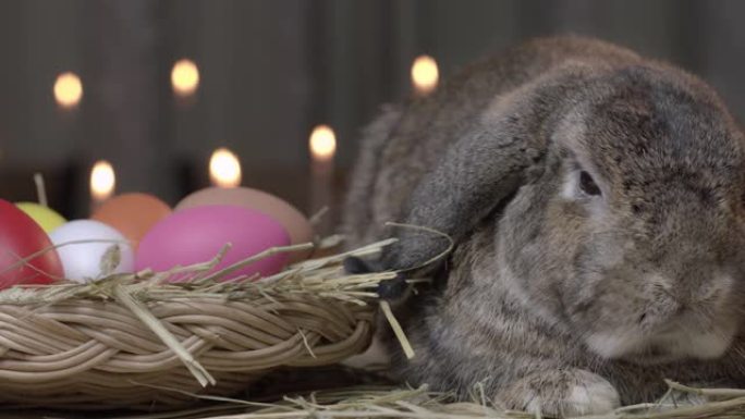 灰色兔子荷兰lop在复活节节日书桌上。