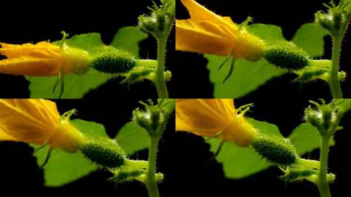 开花的黄瓜延时。蔬菜生长在温室的开花灌木丛中