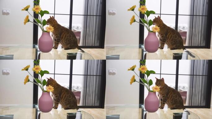 孟加拉猫嗅着粉红色花瓶里美丽的黄色非洲菊花。背景的房间