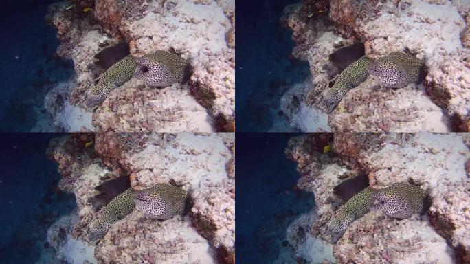 蜂巢海鳗-裸胸组。印度洋，马尔代夫