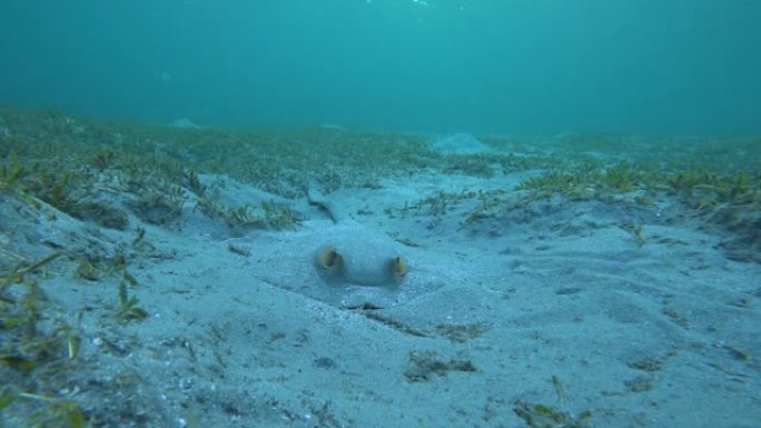 牛尾黄貂鱼 (Pastinachus sephen) 位于沙质底部。