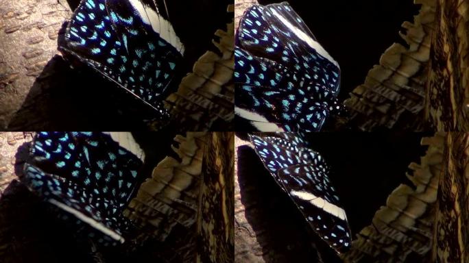 一只翅膀上有虹彩蓝色斑点的黑色蝴蝶。星夜饼干 (Hamadryas laodamia)。女。