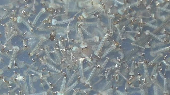 水中的蚊子幼虫密集密度大数量多